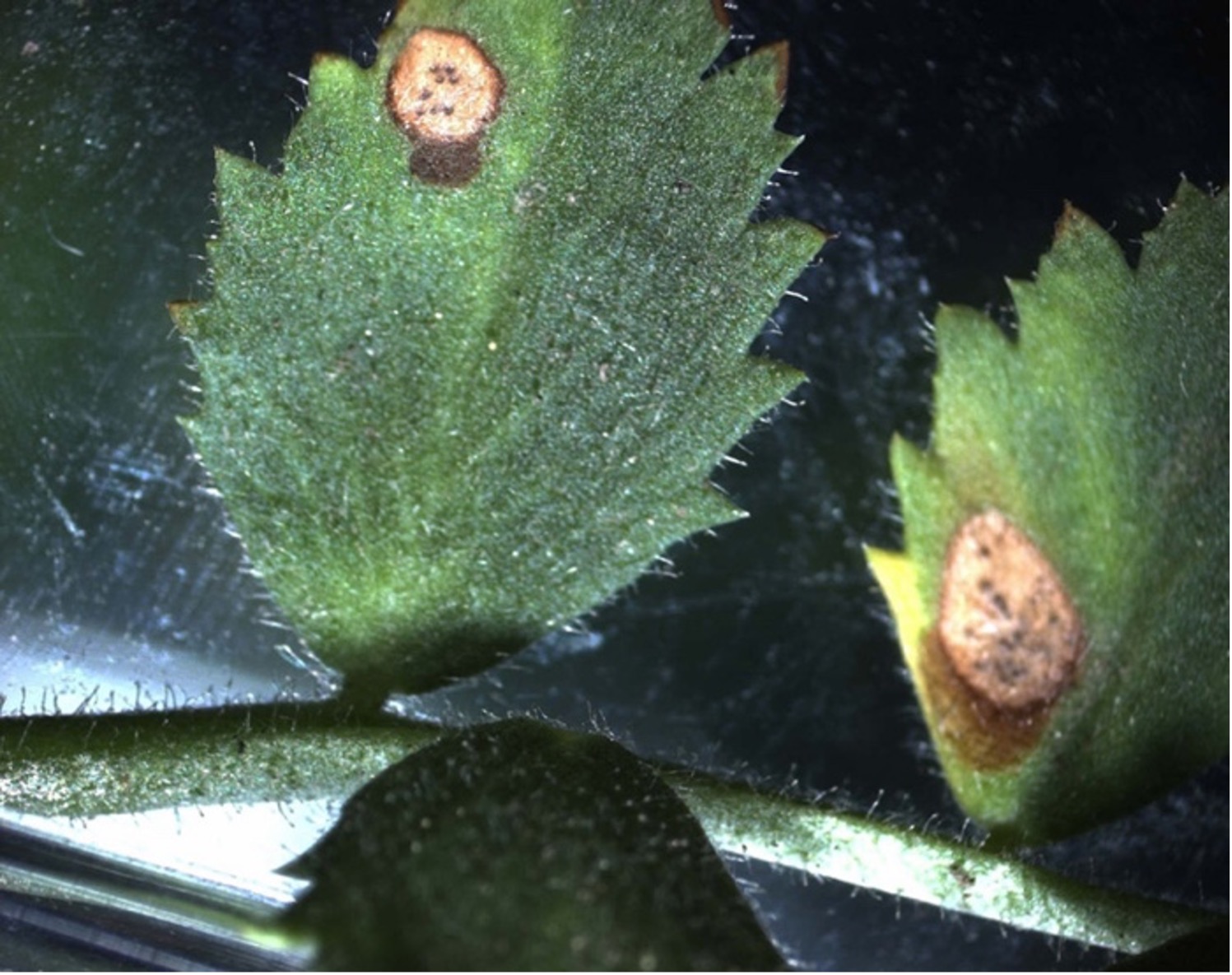 Fig. 1 - Ascochyta Blight