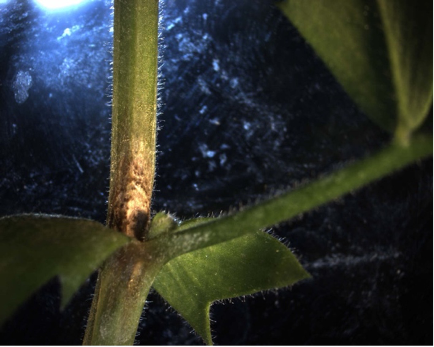 Fig 2a. Ascochyta Blight