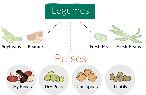 Illustrated chart showing that Pulses (Dry beans, dry peas, chickpeas and lentils) are a subset of Legumes.